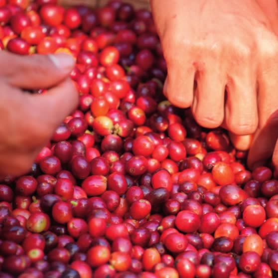 Hands sorting ripe red coffee cherries