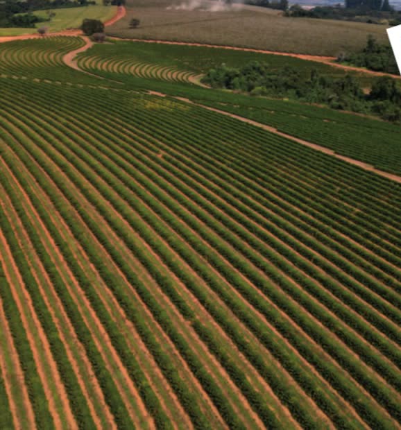 Rows of coffee trees at Congonhas Farm