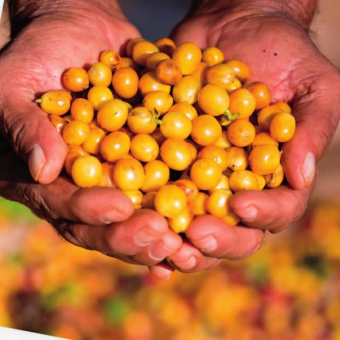 Cupped hands holding yellow coffee cherries